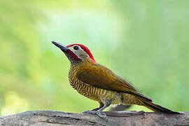 Golden-olive Woodpecker