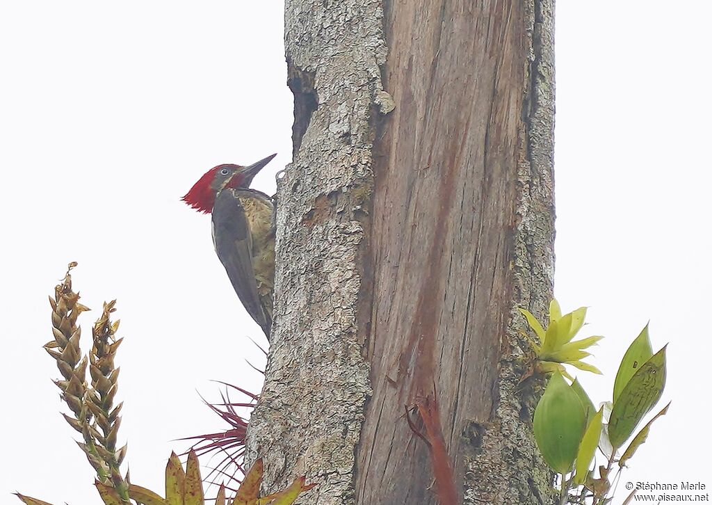 Lineated Woodpecker male adult