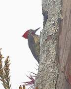 Lineated Woodpecker