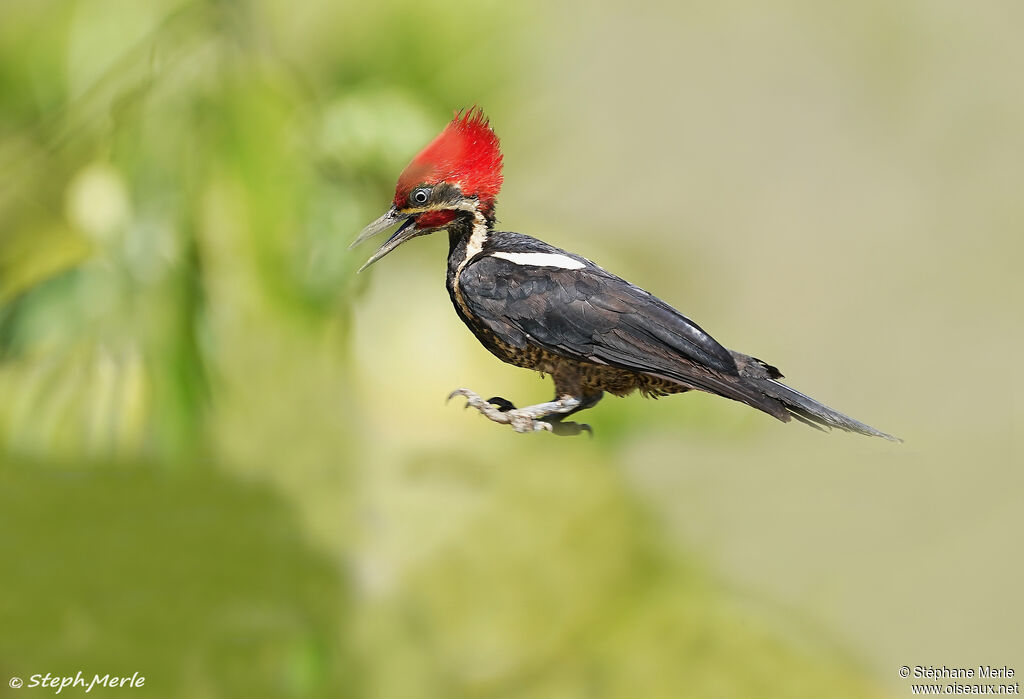 Lineated Woodpecker male adult