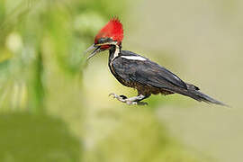 Lineated Woodpecker