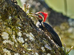 Lineated Woodpecker