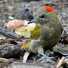 Pic passerin
