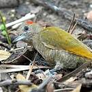 Pic passerin