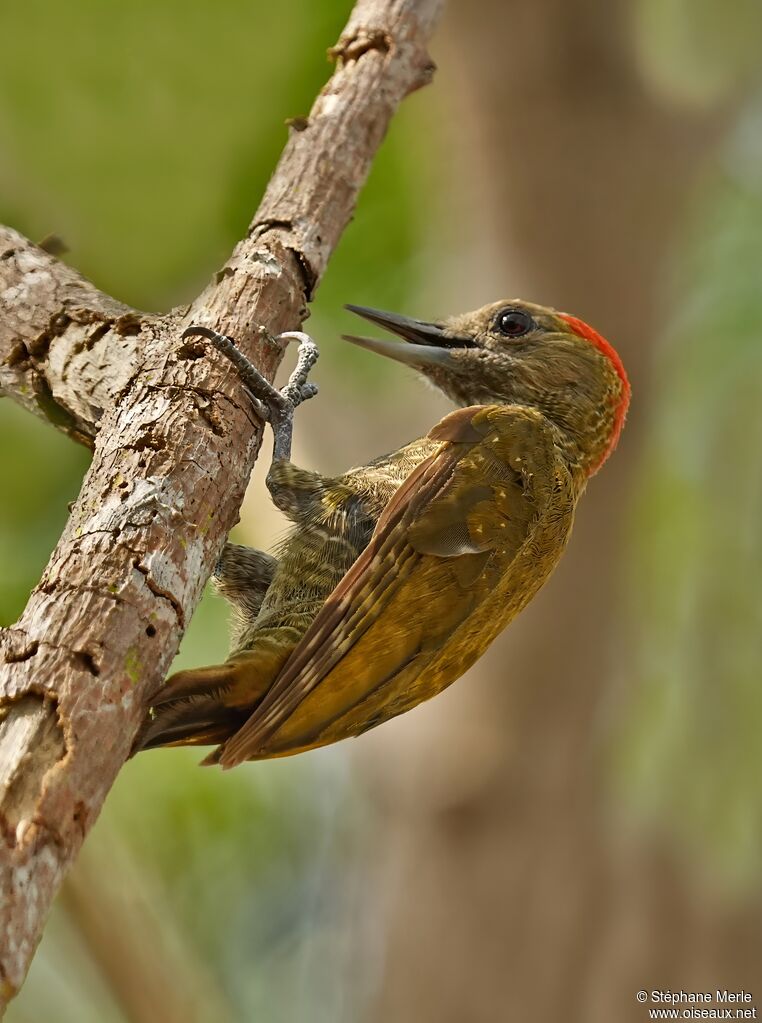 Little Woodpecker male adult