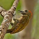 Pic passerin