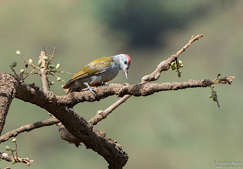 Eastern Grey Woodpecker