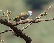 Eastern Grey Woodpecker