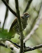 Lafresnaye's Piculet