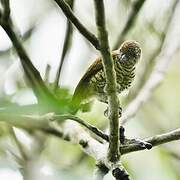 Lafresnaye's Piculet