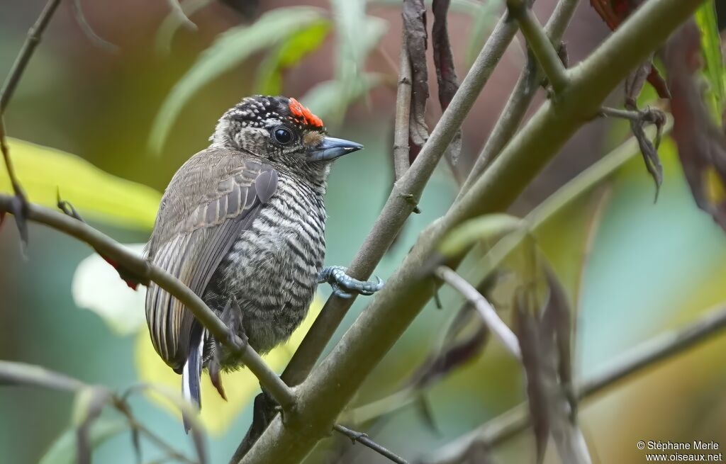 White-barred Piculetadult
