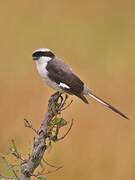 Grey-backed Fiscal