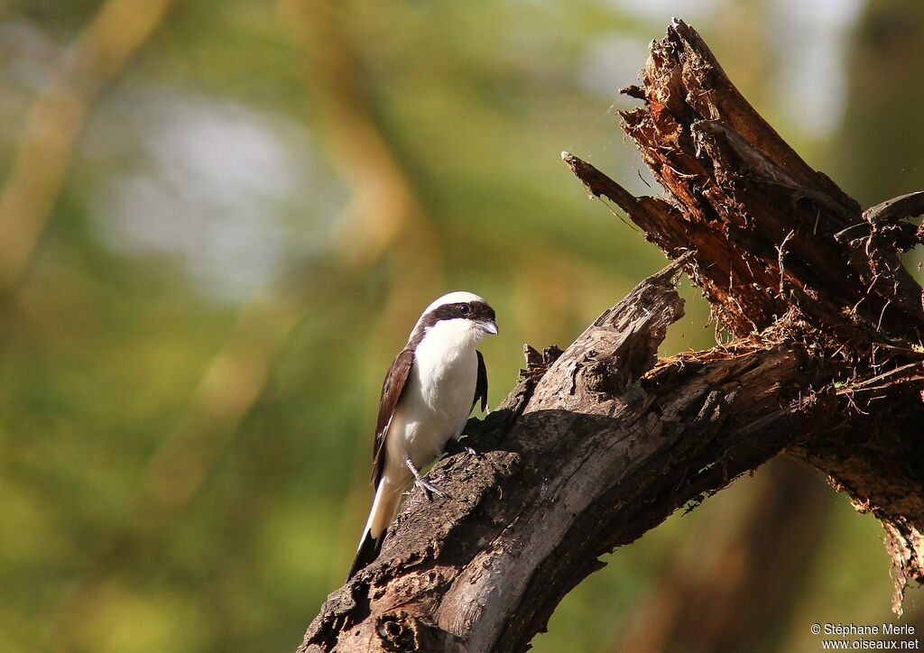 Grey-backed Fiscaladult