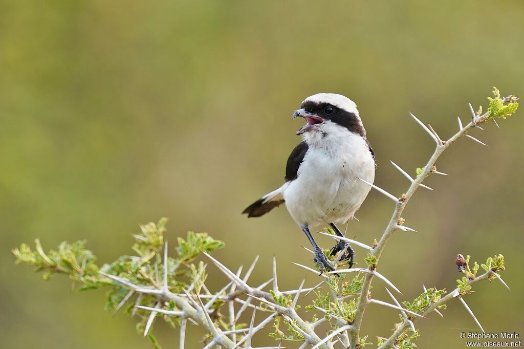 Grey-backed Fiscaladult