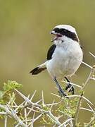 Grey-backed Fiscal