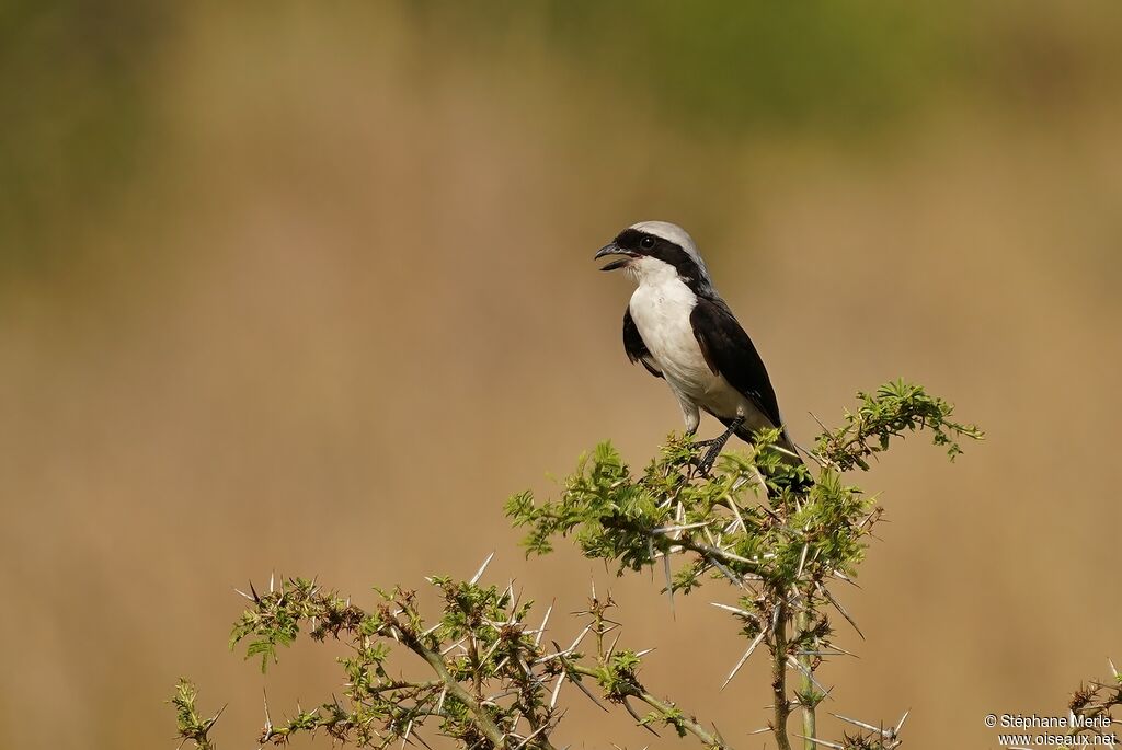 Grey-backed Fiscaladult