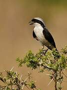 Grey-backed Fiscal