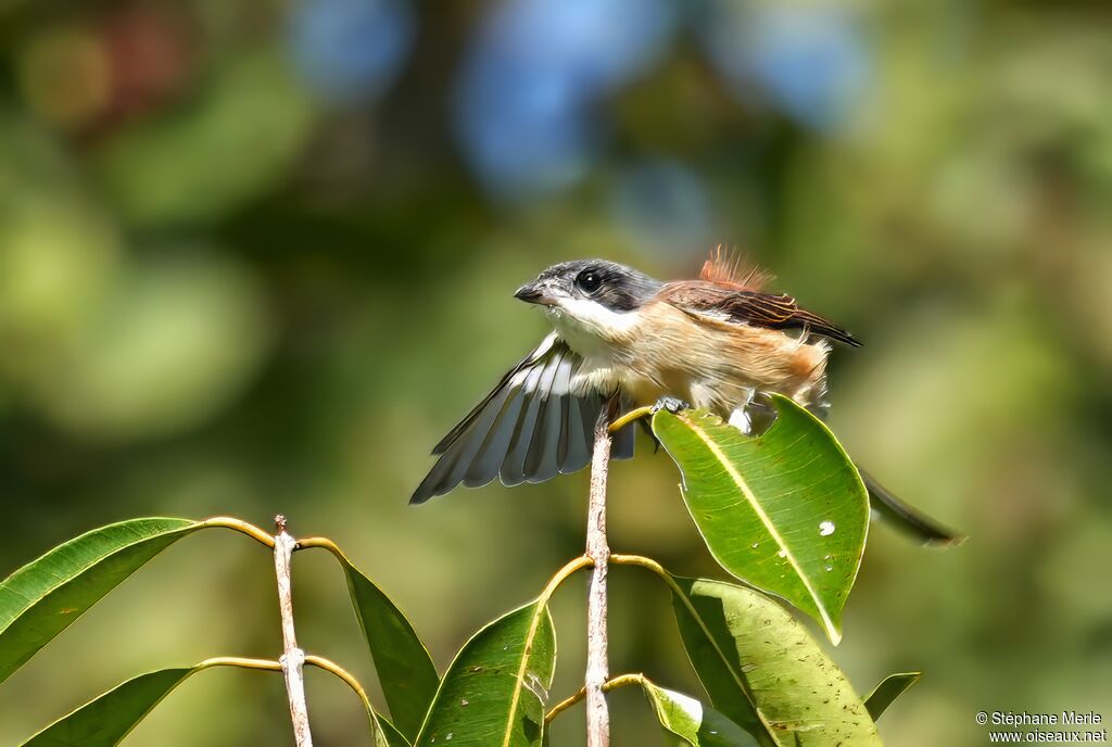 Pie-grièche à dos marron