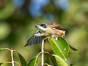 Pie-grièche à dos marron