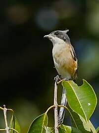 Pie-grièche à dos marron
