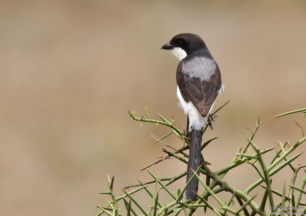 Long-tailed Fiscaladult