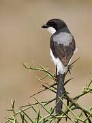 Long-tailed Fiscal