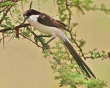 Long-tailed Fiscal