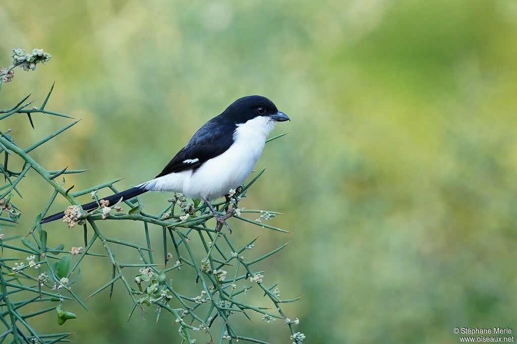 Long-tailed Fiscaladult