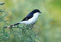 Long-tailed Fiscal