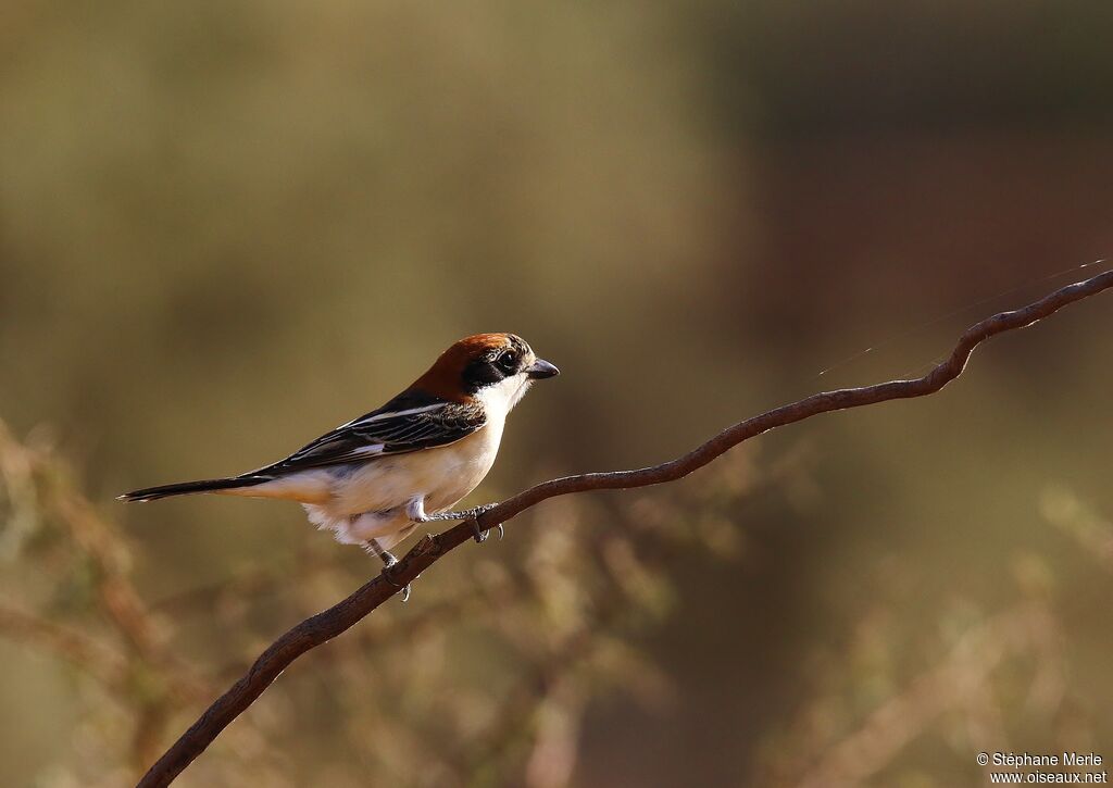 Woodchat Shrikeadult