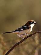 Woodchat Shrike