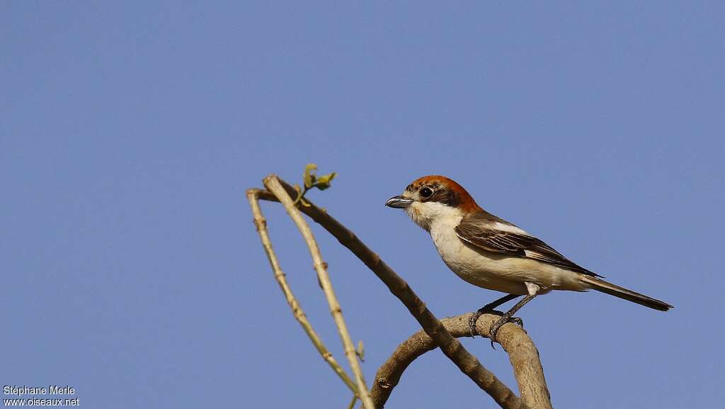 Pie-grièche à tête rousse femelle adulte, identification