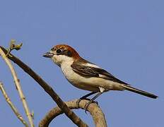 Woodchat Shrike