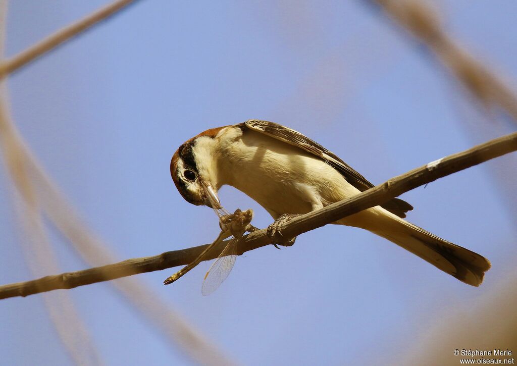 Woodchat Shrike