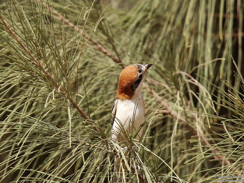 Woodchat Shrikeadult