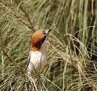 Woodchat Shrike