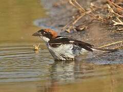 Woodchat Shrike
