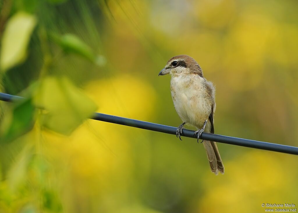 Brown Shrikeadult