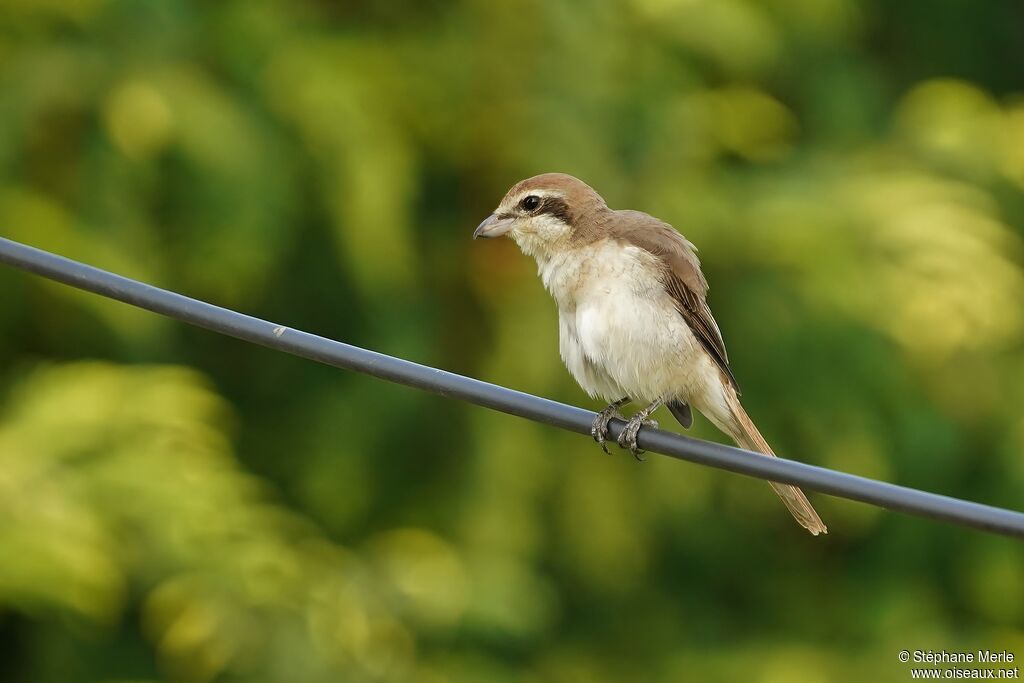 Brown Shrike