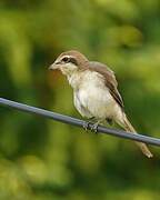 Brown Shrike