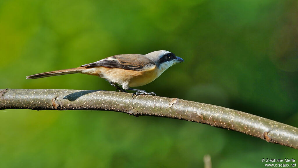 Brown Shrikeadult