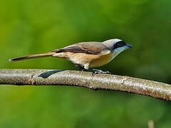 Brown Shrike