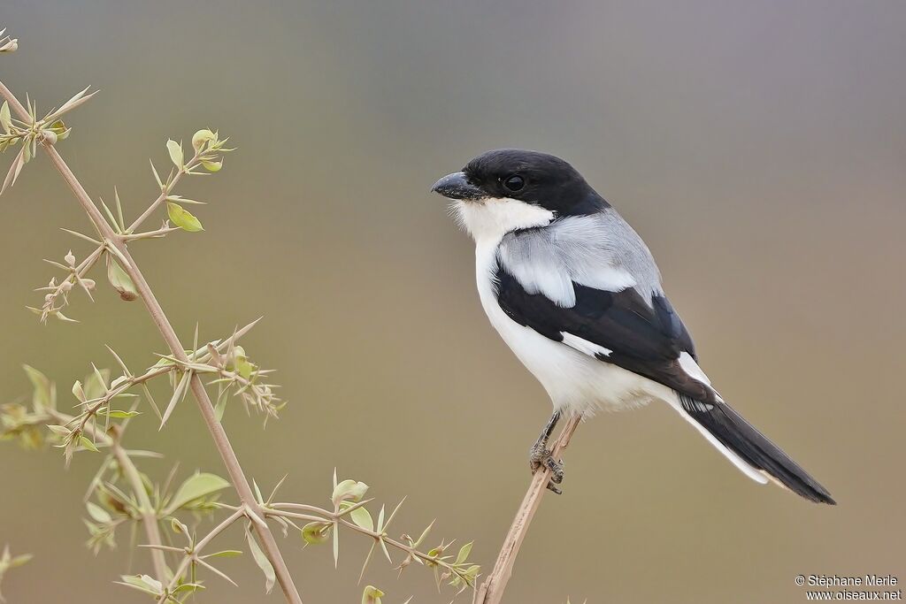 Taita Fiscaladult