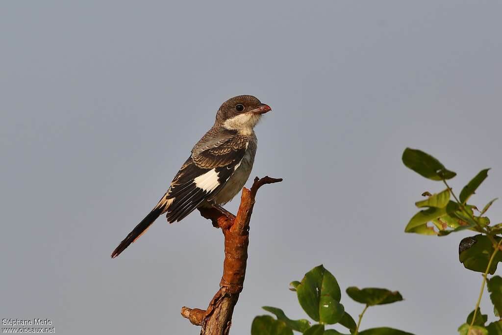 Taita Fiscaljuvenile, identification