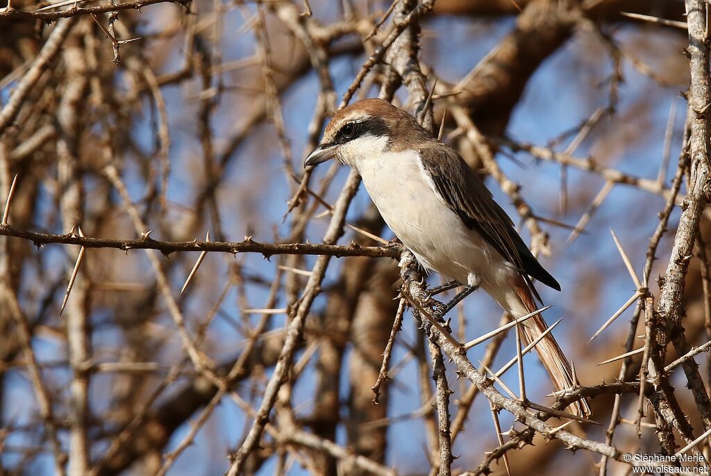 Red-tailed Shrikeadult