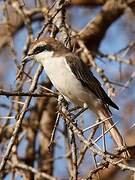 Red-tailed Shrike