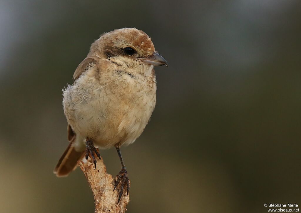 Red-tailed Shrikeimmature