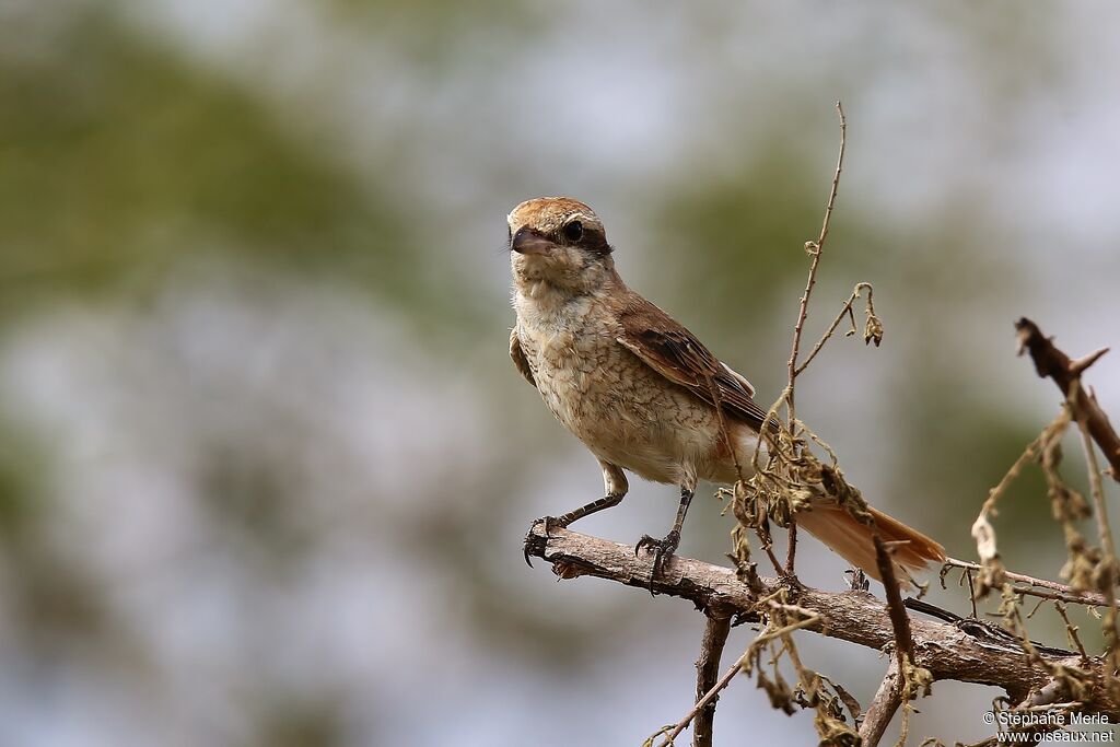 Red-tailed Shrikeadult