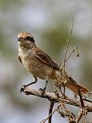 Red-tailed Shrike