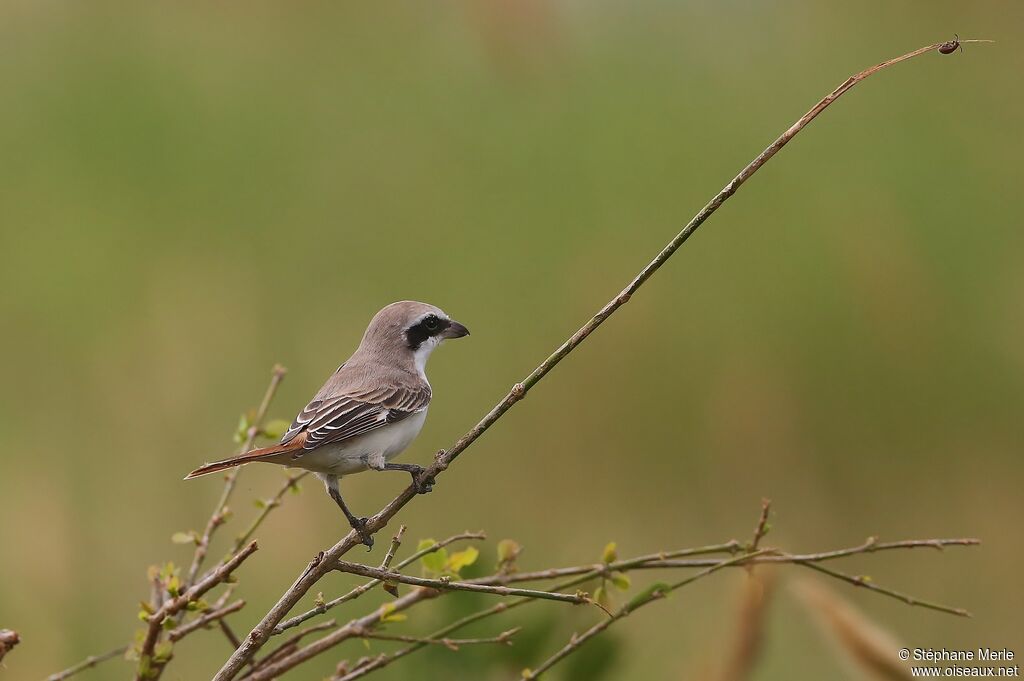 Red-tailed Shrike